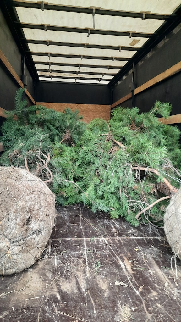 Ёлки в Миасс